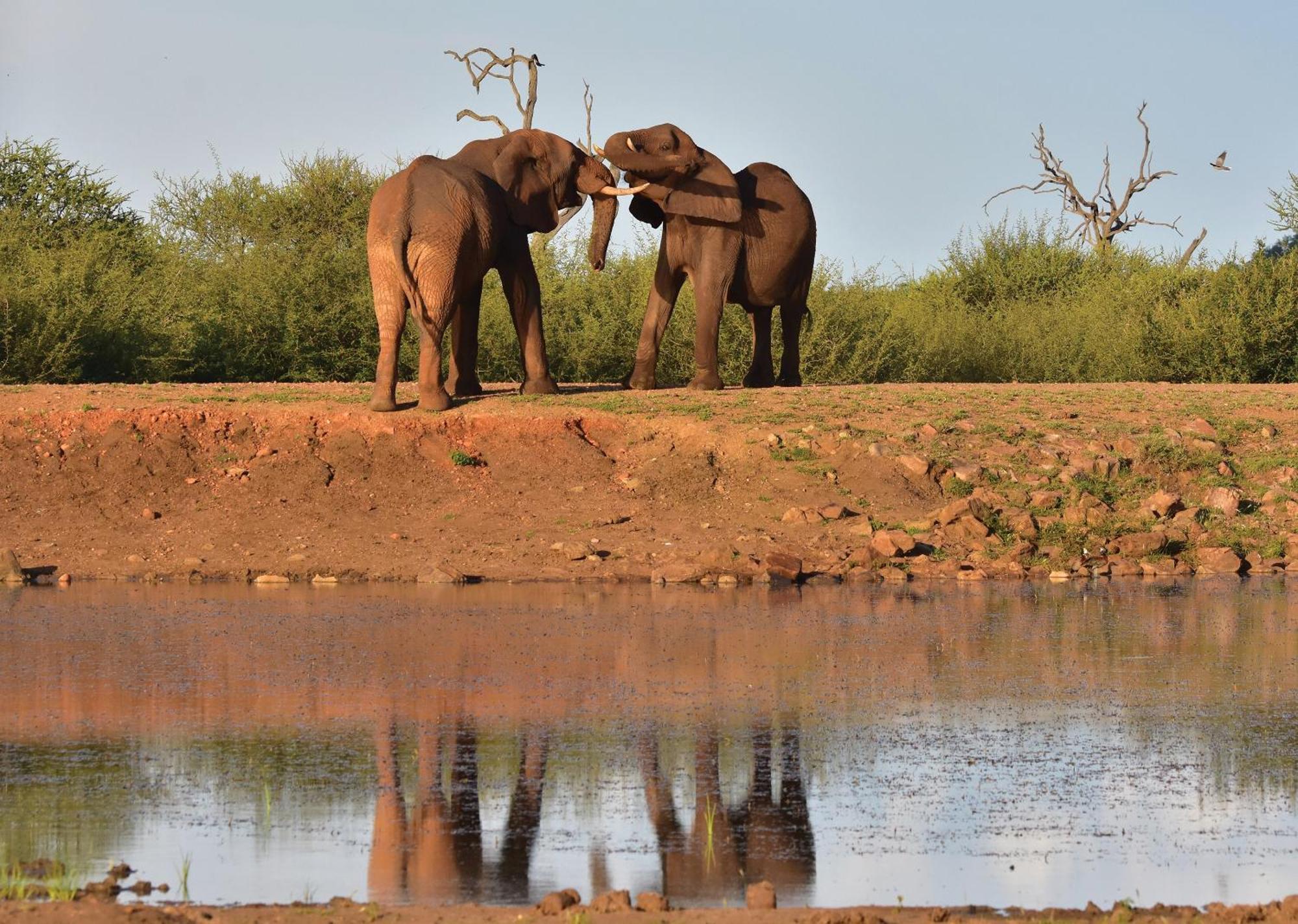 Madikwe River Lodge By Dream Resorts Madikwe Game Reserve Exterior photo